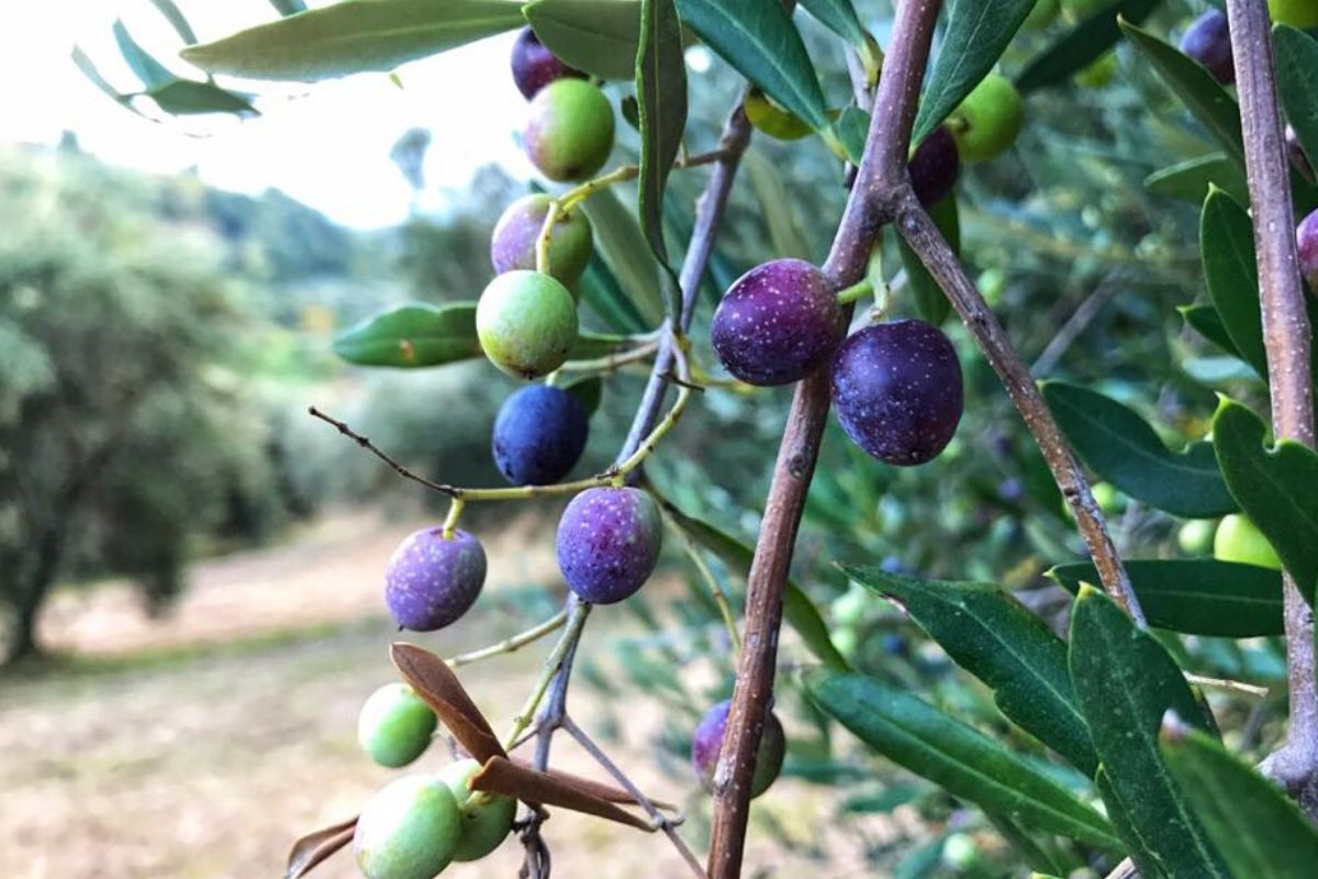 Azienda agricola Il favaio - olive per olio