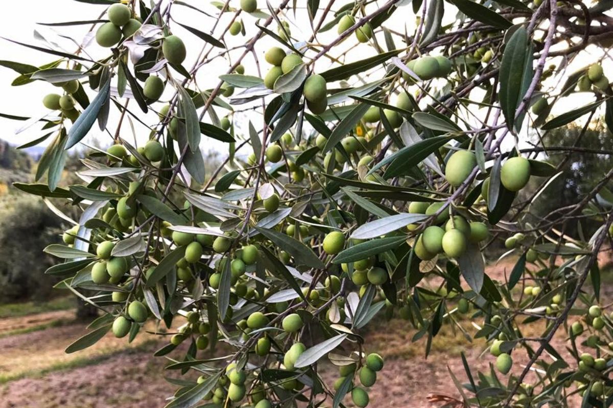 Azienda agricola Il favaio - olive per olio